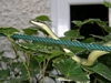 Snake on Washing Line