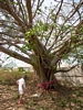 Mother at Budda Tree